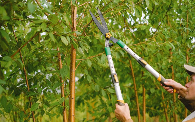 Tree trimming in Canovanas, PR